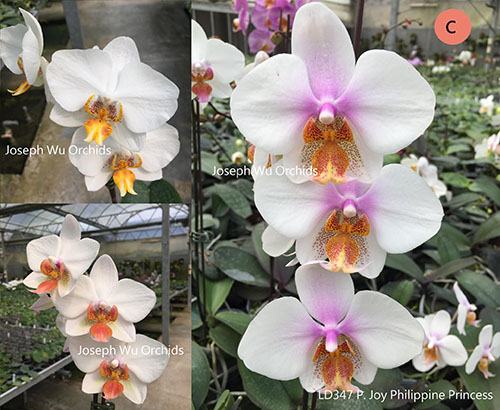 Phalaenopsis Joy Philippine Princess