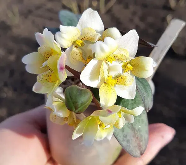 Phalaenopsis Timothy Christopher x stuartiana (Joseph Wu)