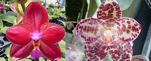 Phalaenopsis (Mituo Sun King x gigantea 'M#2')