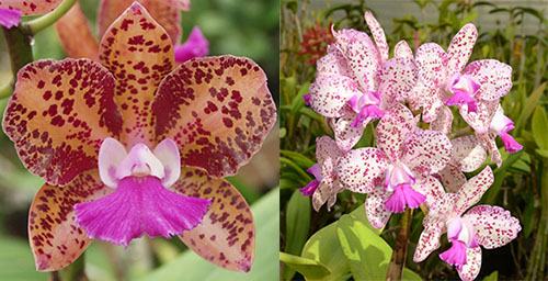 Cattleya Mark Jones 'Lance' 4N x Cattleya Caudebec 'Linwood' 4N