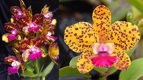 Potinara Naomi's Delight (Blc. Sun Spots 'Sandy' AM/AOS x Slc. Katherine Clarkson 'SVO' HCC/AOS)