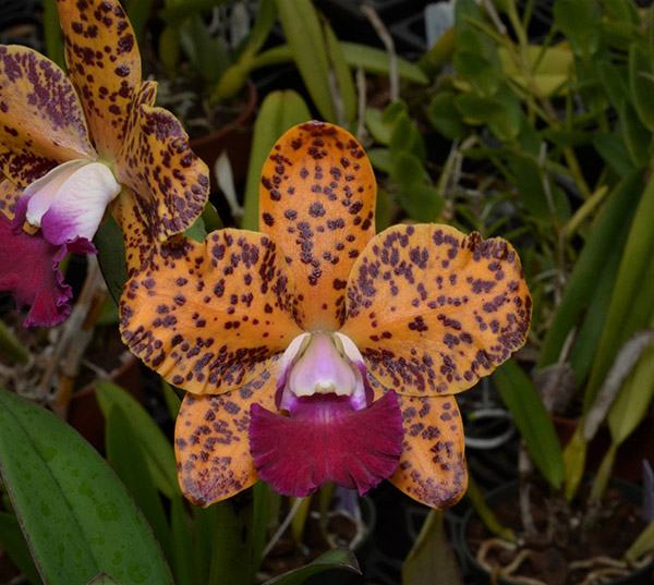 Potinara Naomi's Delight (Blc. Sun Spots 'Sandy' AM/AOS x Slc. Katherine Clarkson 'SVO' HCC/AOS)