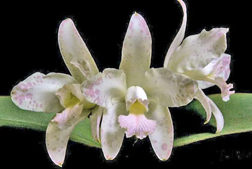 Cattleya amethystoglossa (coral x coral)