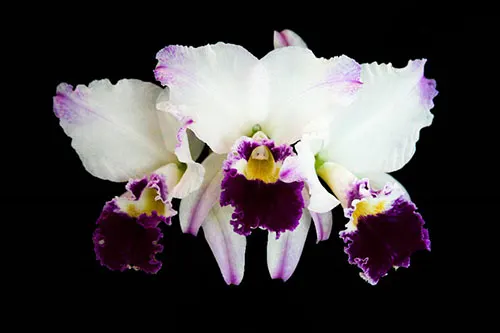 Cattleya labiata (semi-alba pincelada x semi-alba)