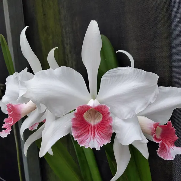 Laelia purpurata carnea (Bela Vista x Dark)