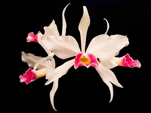 Laelia purpurata (carnea 'Intense' x carnea BV)