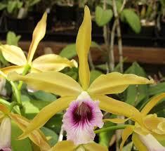 Laelia tenebrosa (albescens x aurea)