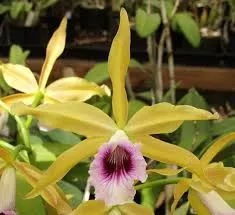 Laelia tenebrosa (albescens x aurea)