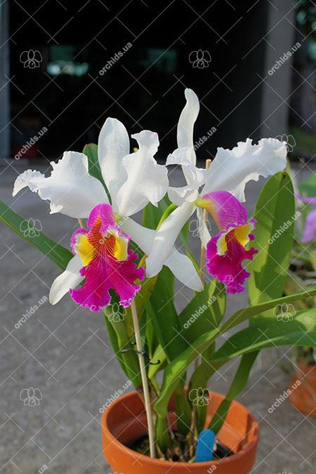 Cattleya Hardyana (warscewiczii semi-alba x dowiana aurea)