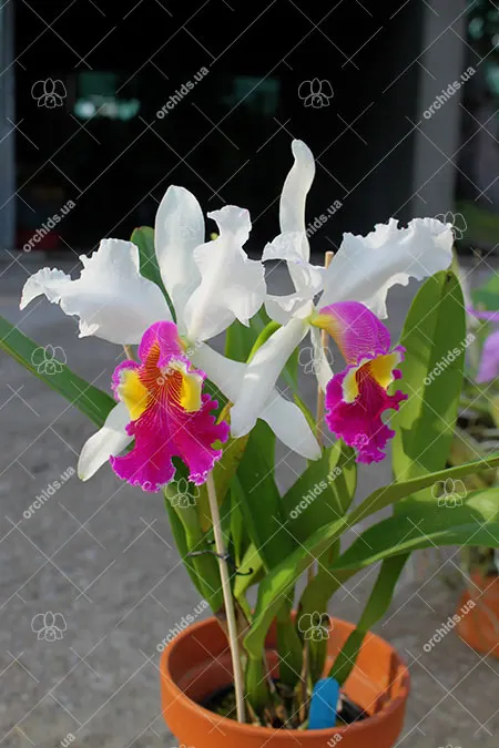 Cattleya Hardyana (warscewiczii semi-alba x dowiana aurea)