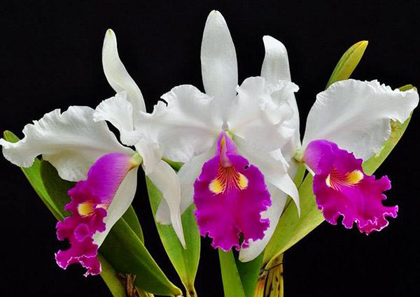 Cattleya warscewiczii semi-alba x self