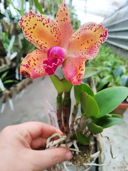 Potinara Sunspot Gem 'SVO Sunspot' x Sophrolaeliocattleya Katherine Clarkson 'SVO' HCC/AOS