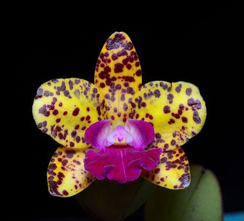 Sophrolaeliocattleya Katherine Clarkson 'SVO' x Sophrolaeliocattleya Sun Spots 'SVO Best'