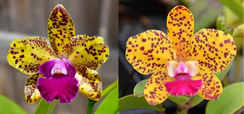 Sophrolaeliocattleya Mem Evelyn Paquette 'SVO' x Sophrolaeliocattleya Katherine Clarkson 'SVO' HCC/AOS