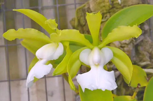 Cattleya aclandiae alba 'SVO' AM/AOS x self