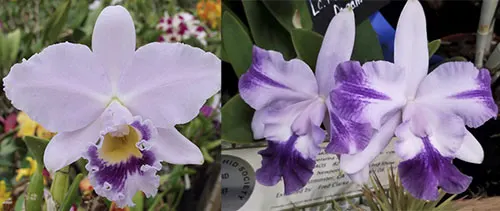 Laeliocattleya Cornelia 'Floralia' x Laeliocattleya Moonlight Dream 'SVO Moonlight Kiss' AM/AOS