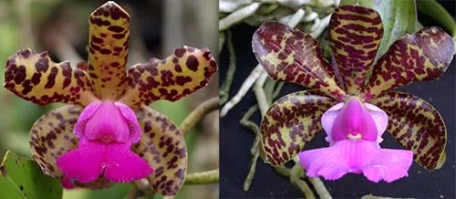 Cattleya Comets Tail (C. Landate 'SVO 4n' x C. aclandiae 'Kathleen III' 4n AM/AOS)