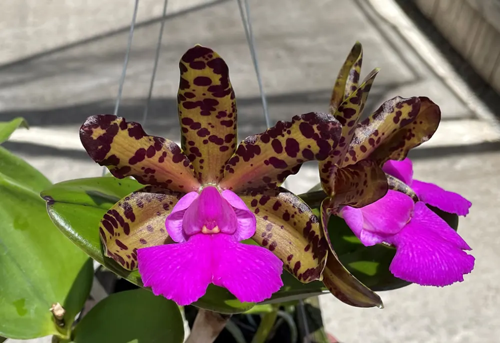 Cattleya Comets Tail (C. Landate 'SVO 4n' x C. aclandiae 'Kathleen III' 4n AM/AOS)