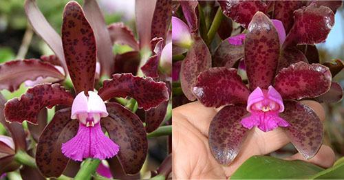 Cattleya leopoldii 'Paul' AM/AOS x leopoldii 'SVO Dark Wonder' 4n