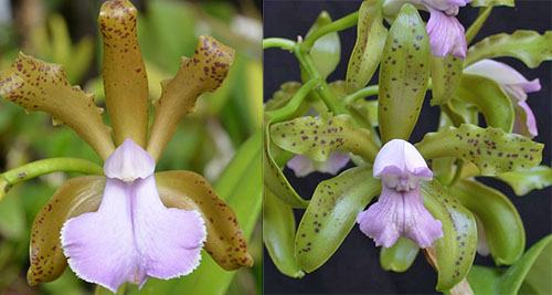 Cattleya Mrs Mahler (C. bicolor f. coerulea 'SVO' x C. leopoldii f. coerulea 'Kathleen' JC/AOS)