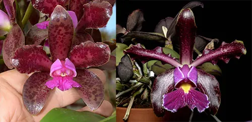 Cattleya Mareeba Tiger (C. leopoldii ' SVO Dark Wonder' 4n x C. schilleriana 'Afri' SM/JOGA)