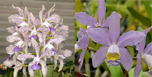 Cattleya Leoloddiglossa coerulea 'SVO Speckled Blue' FCC/AOS x Cattleya Pittiae coerulea 'SVO Best'