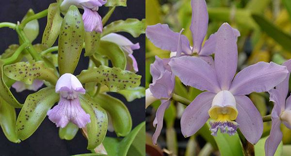 Cattleya leopoldii coerulea 'Kathleen' JC/AOS x Cattleya Pittiae coerulea 'SVO Best'