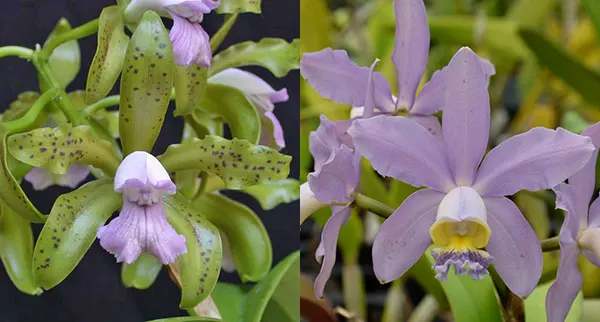 Cattleya leopoldii coerulea 'Kathleen' JC/AOS x Cattleya Pittiae coerulea 'SVO Best'