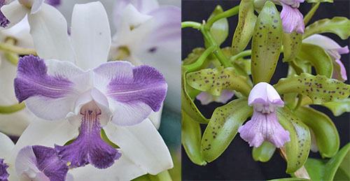Cattleya Interglossa coerulea 'SVO Blue Splash' x Cattleya leopoldii coerulea 'Kathleen' JC/AOS