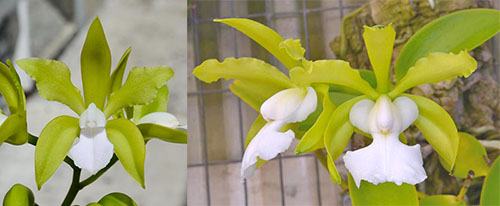 Cattleya Fascelis (C. bicolor alba 'Green Goddess' x C. aclandiae alba 'SVO' AM/AOS)