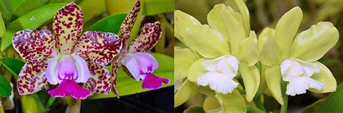 Cattleya Green Emerald 'Emerald Queen Mutation' x Cattleya Love Chance 'Green White Lip 4n'