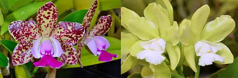 Cattleya Green Emerald 'Emerald Queen Mutation' x Cattleya Love Chance 'Green White Lip 4n'