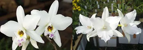 Laelia anceps 'White Marble' x anceps petaloid 'Jody'