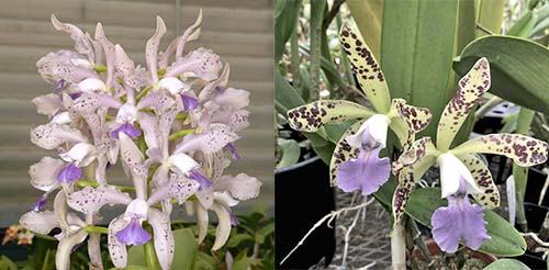 Cattleya Leoloddiglossa coerulea 'SVO Speckled Blue' x Cattleya Little Leopard coerulea 'Nite Shade'