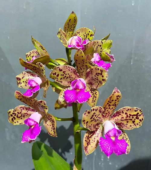 Cattleya Mark Jones 'SVO' HCC/AOS x Cattleya velutina 'SVO 24'