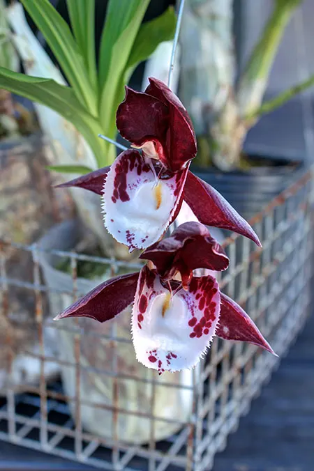 Catasetum Melana Davison (Ctsm. Penang 'Sweetheart' x Ctsm. denticulatum 'Orange Lip')