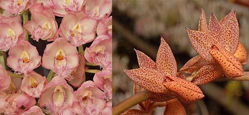 Clowesia Rebecca Northen 'Grapefruit Pink' x Mormodes Mimi 'Wide Segements'