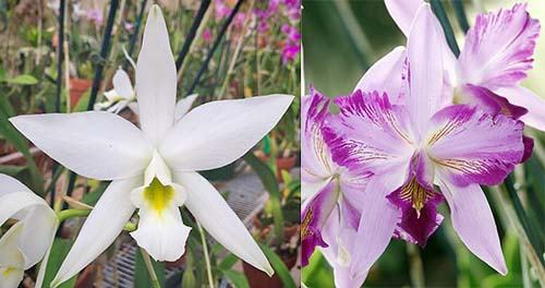 Laelia anceps alba 'Rochelle' x anceps 'Disciplinata' HCC/AOS