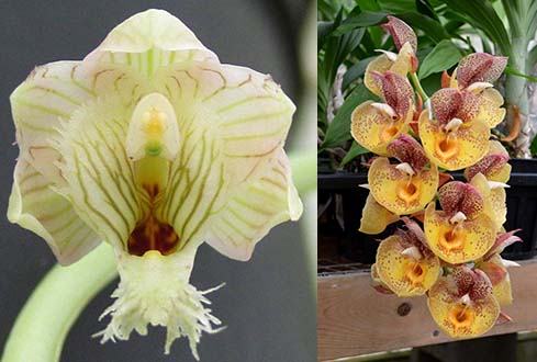 Clowesetum White Magic (Cl. warczewitzii 'SVO' x Ctsm. Orchidglade 'Davie Ranches' AM/AOS)