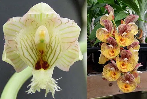 Clowesetum White Magic (Cl. warczewitzii 'SVO' x Ctsm. Orchidglade 'Davie Ranches' AM/AOS)