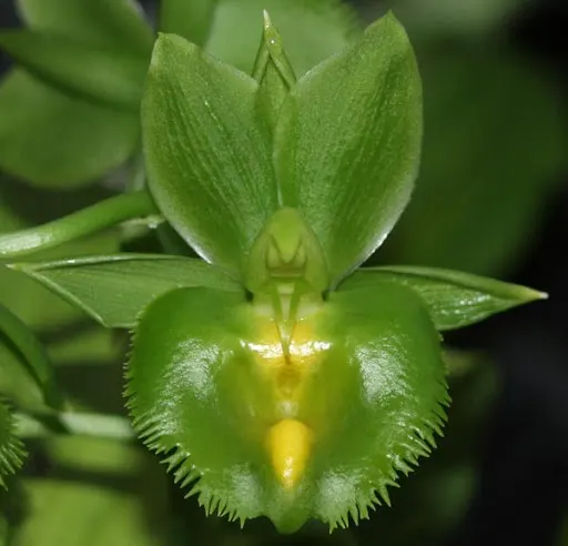 Fredclarkeara Turning Point 'Green Goddess' x Catasetum De Etta Harris 'Green Goddess'