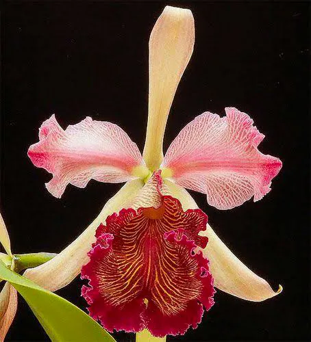 Cattleya dowiana rosita (Paulista)