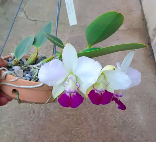 Cattleya walkeriana 'Snow White' x semi-alba ('Puanani' x 'Tokio')