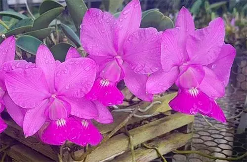 Cattleya walkeriana tipo  '229 extra' x tipo 'Luiz Castro'