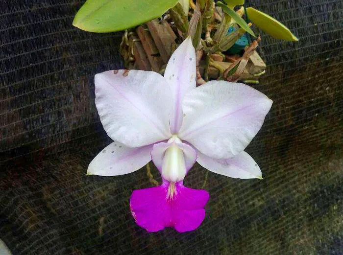 Cattleya walkeriana semi-alba aquini gloriosa x semi-alba 'Tokio'