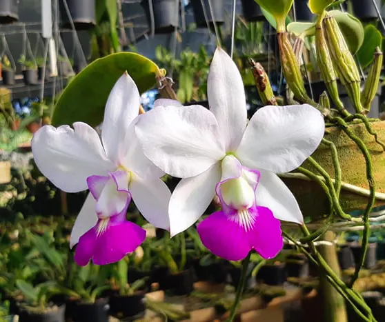 Cattleya walkeriana semi-alba 'Tokio' x self