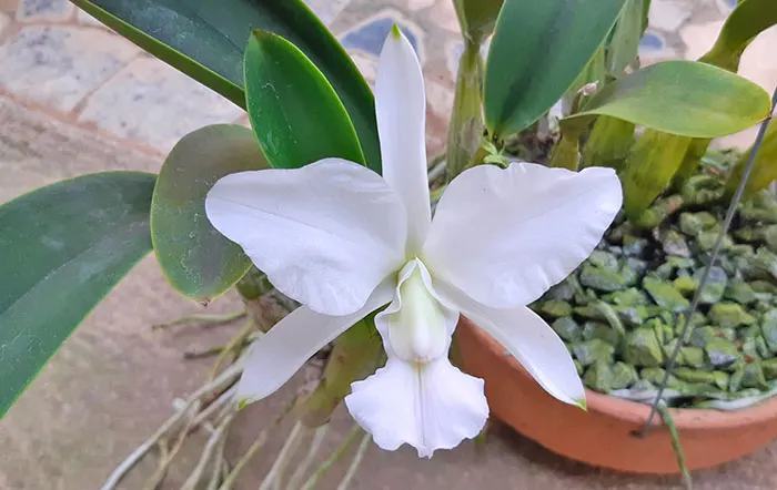 Cattleya walkeriana albences 'Itaguara' x 'Vo Tita'