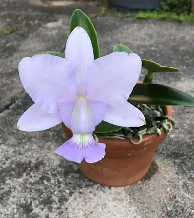 Cattleya walkeriana coerulea  'Marimbondo' x (Salomao x Lua Cheia)