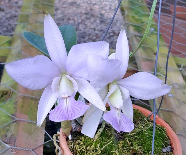 Cattleya walkeriana coerulea 'Caliman' x 'Celebridade'