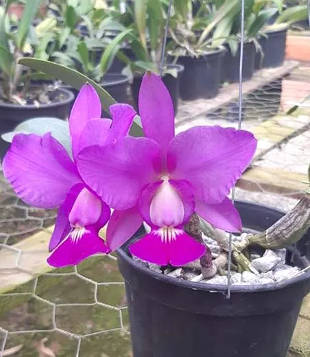 Cattleya walkeriana 'Touceira'  x 2001 (escura )